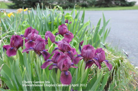 Buy Median & Dwarf Iris