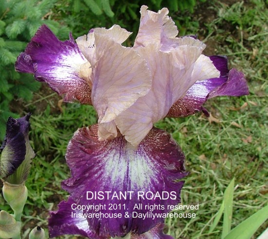 Iris D-F