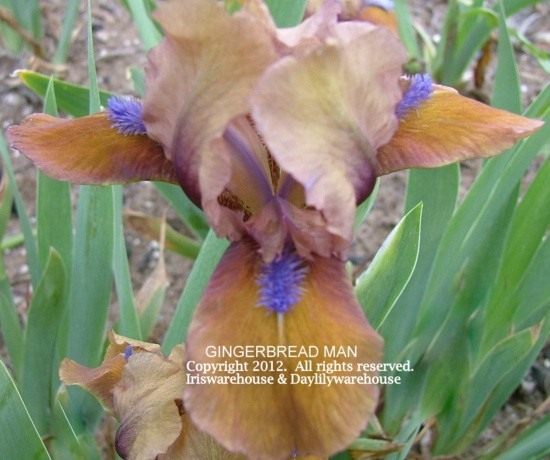 Iris G - K