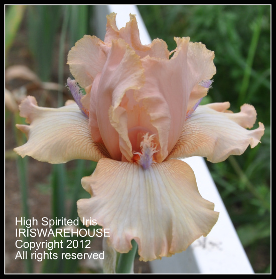 Purchase Iris by Price