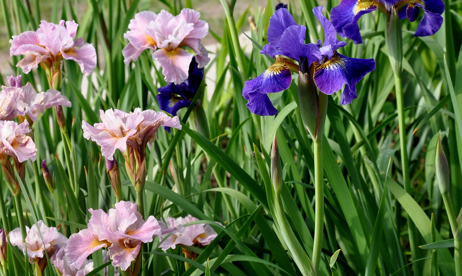 Buy Siberian Iris, Buy Beardless iris