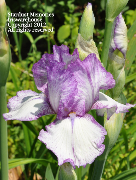 Iris Q - S