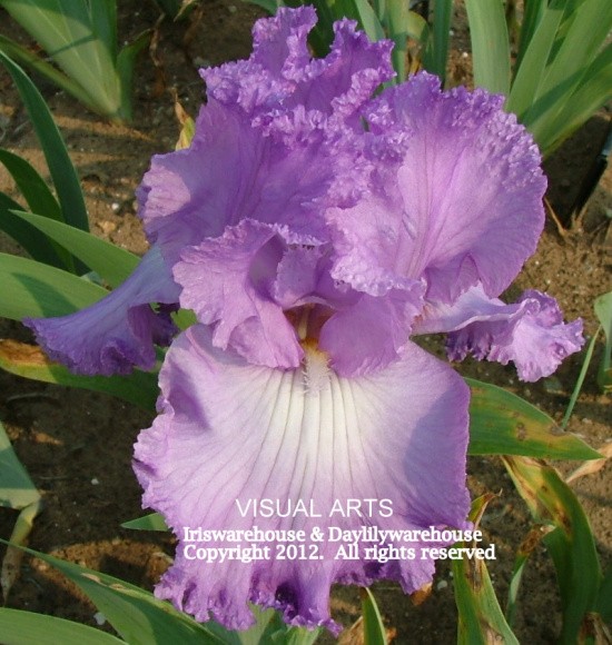 Iris T - Z