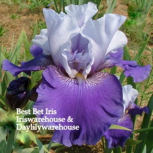 Best Bet Iris 