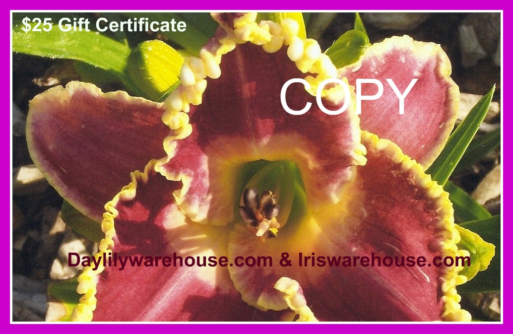 $25 Gift Certificate Daylily Photo