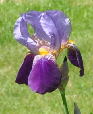 Alcazar Iris