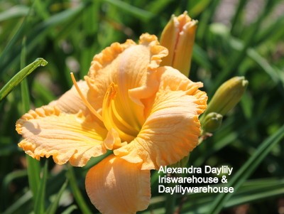 Alexandra Daylily