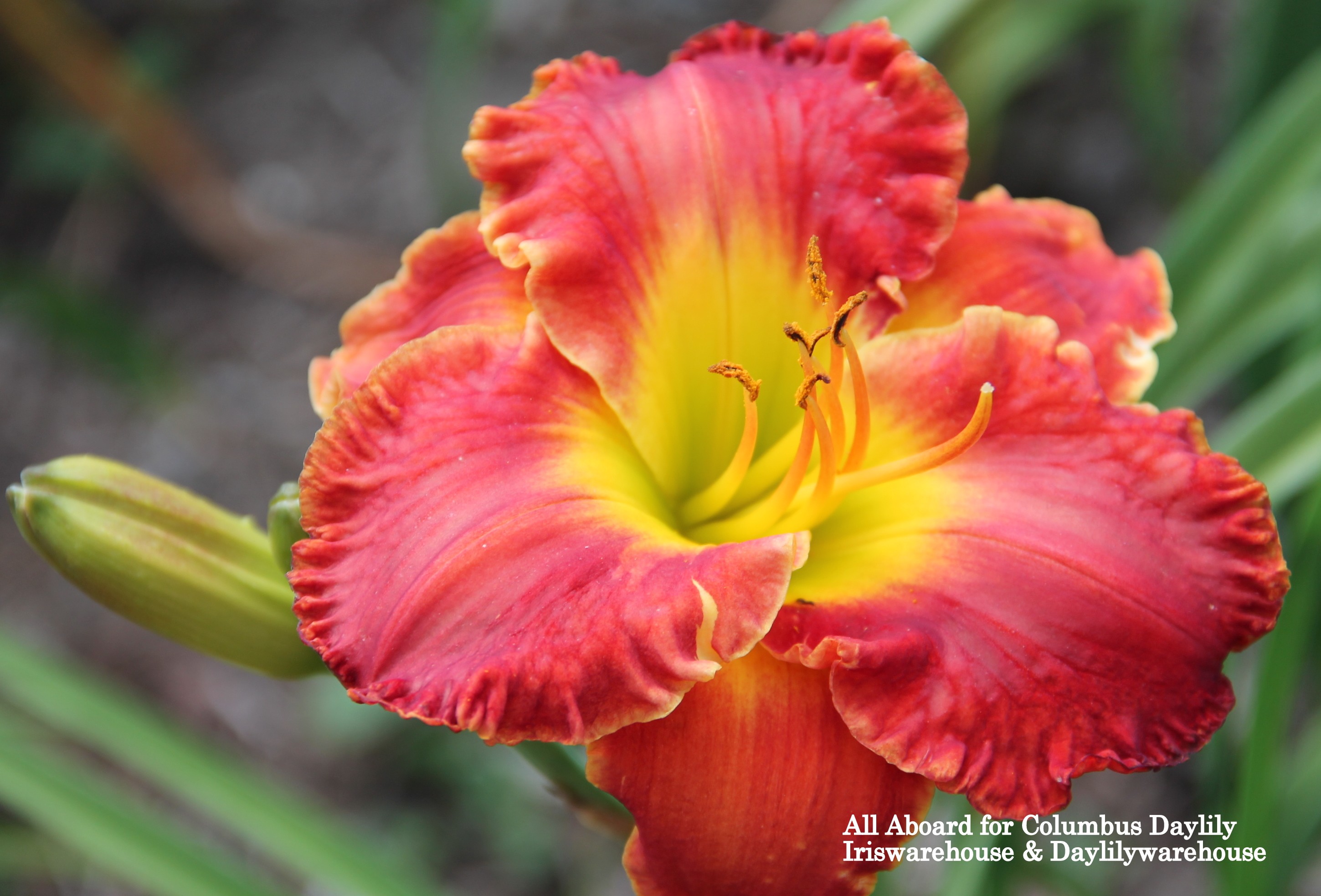 All Aboard For Columbus Daylily