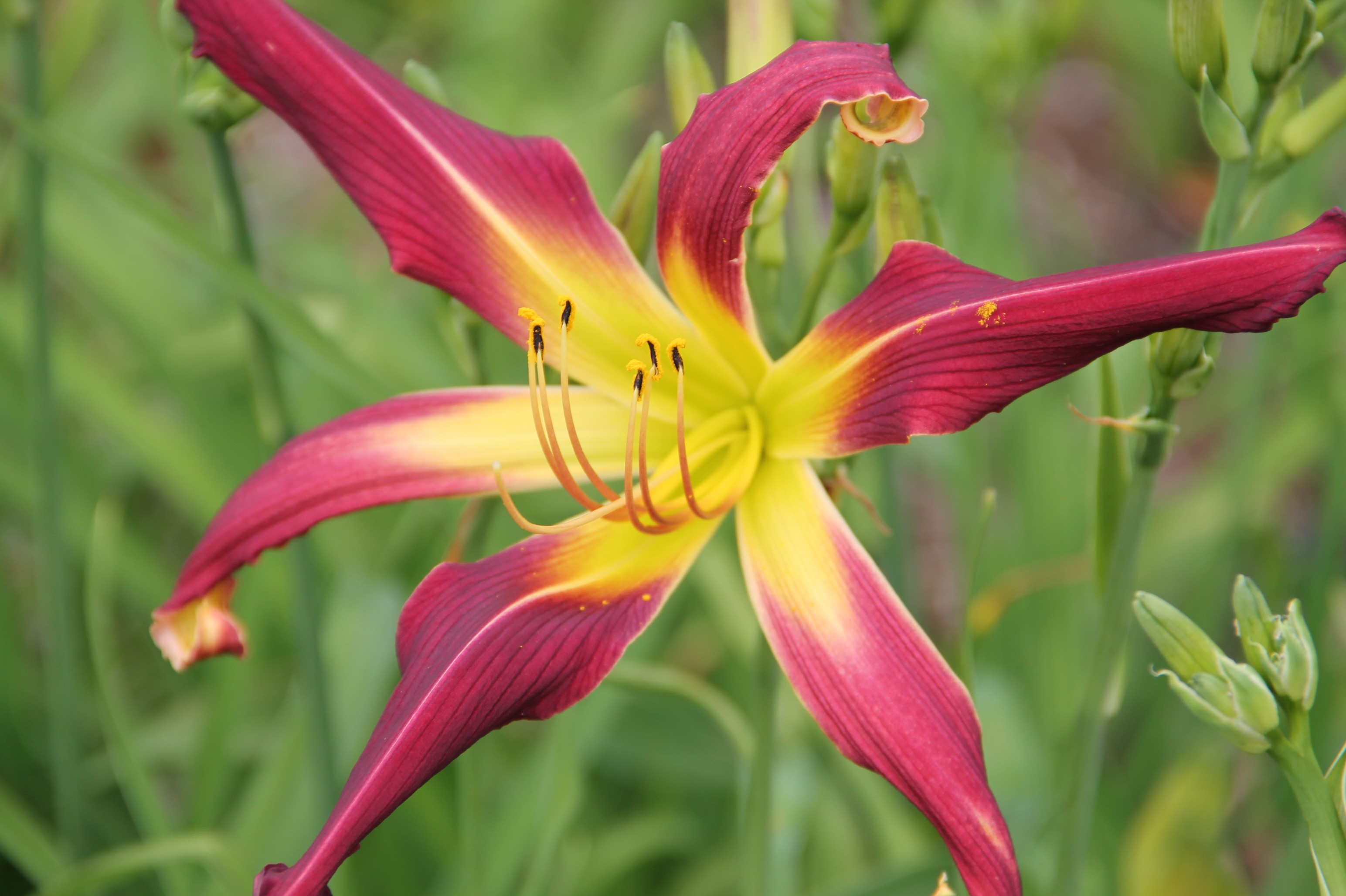 BUY IRIS & DAYLILIES ONLINE Amethyst Squid Daylily