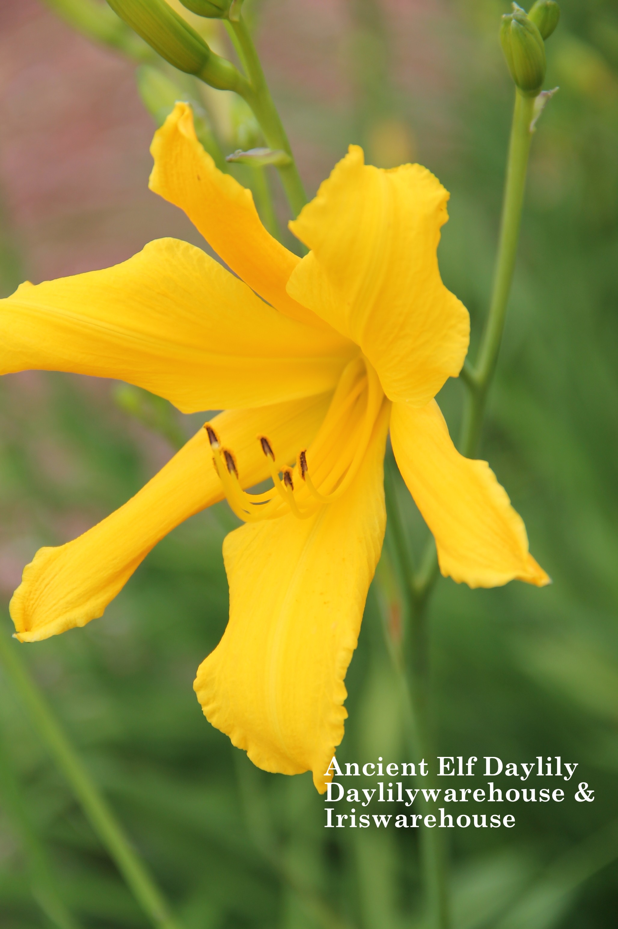 Ancient Elf Daylily