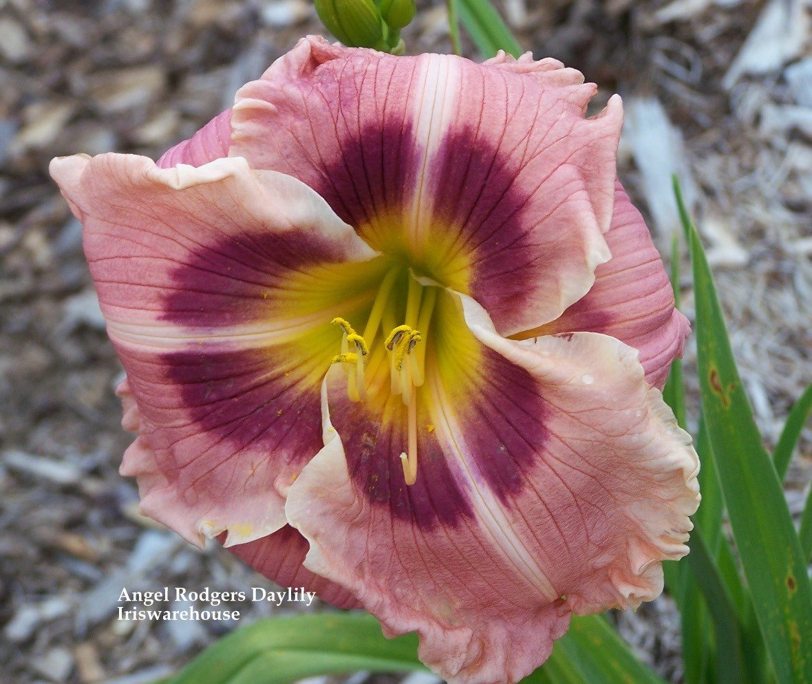 Angel Rodgers Daylily
