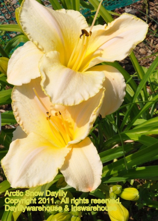 Arctic Snow Daylily