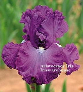 Aristocracy Iris