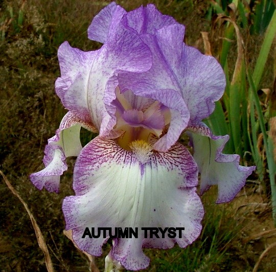 Autumn Tryst Iris