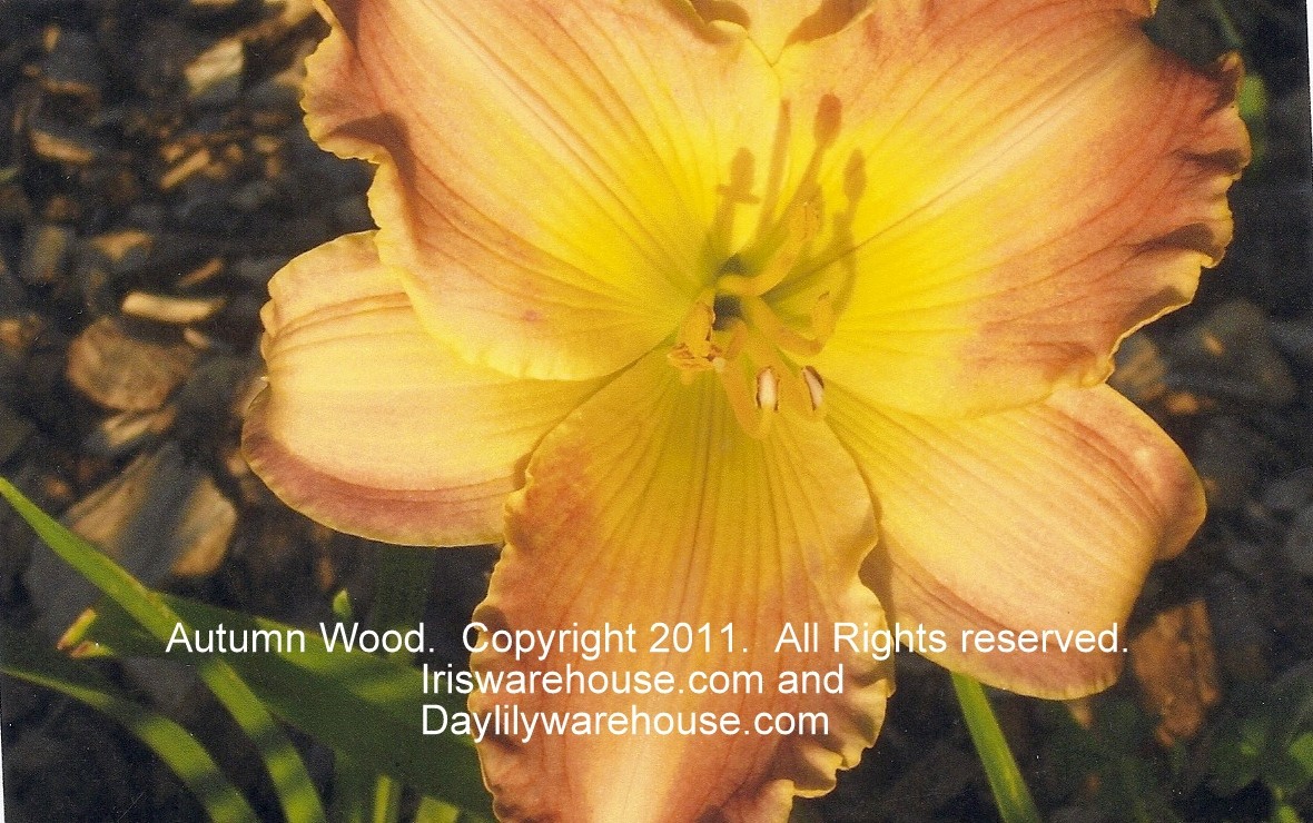 Autumn Wood Daylily