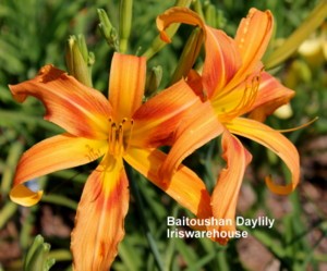 Baitoushan Daylily