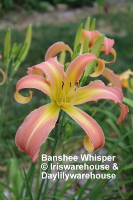 Banshee Whisper Daylily
