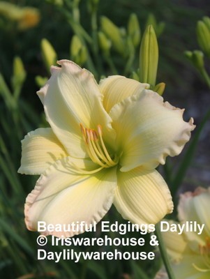Beautiful Edgings Daylily