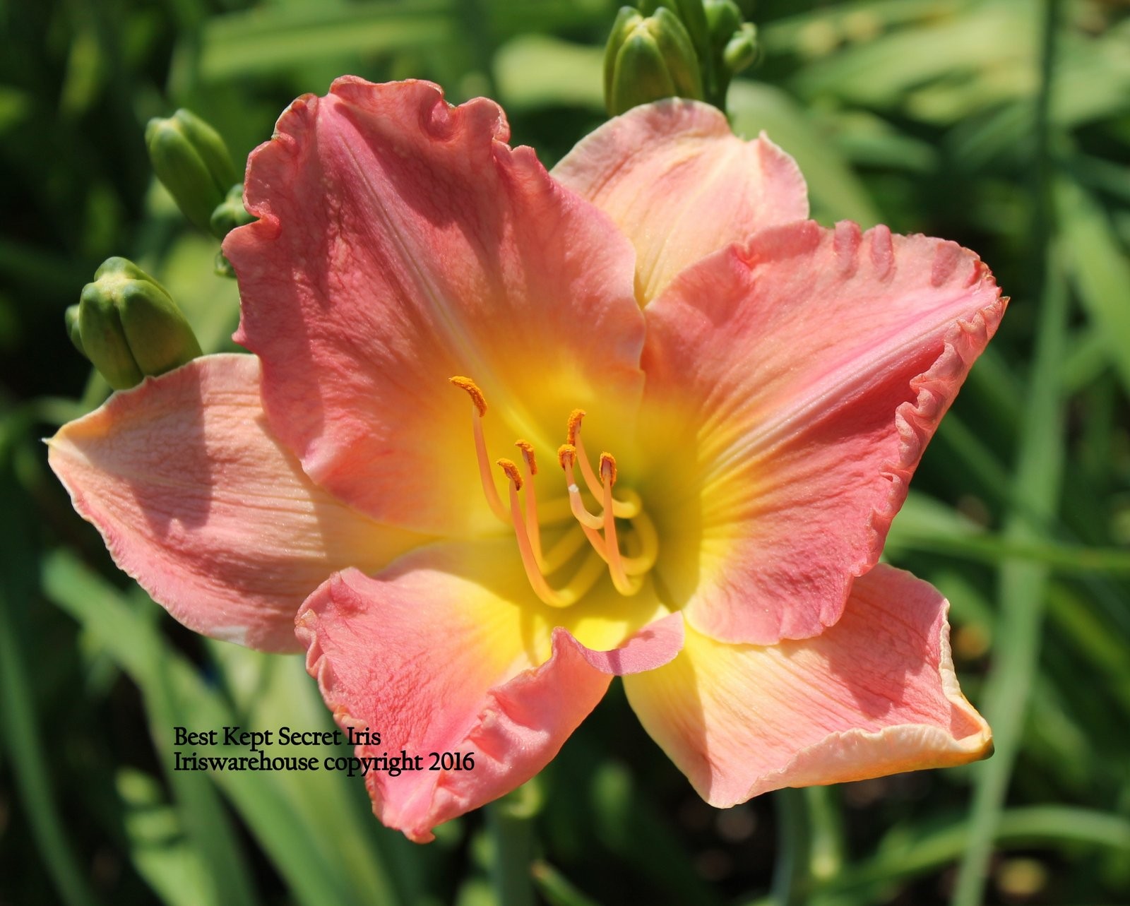 BUY IRIS & DAYLILIES ONLINE Best Kept Daylily
