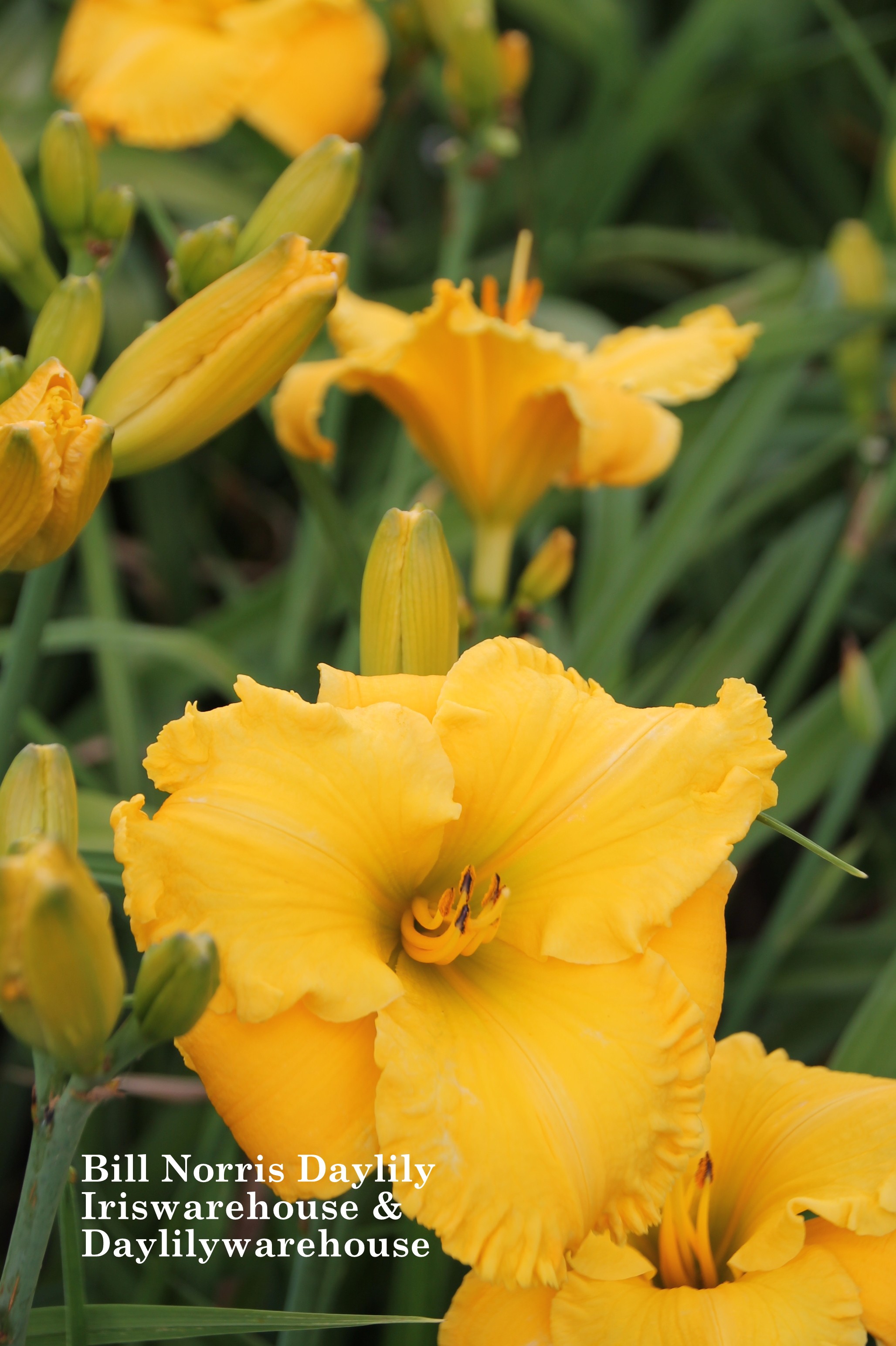 BUY IRIS & DAYLILIES ONLINE Bill Norris Daylily