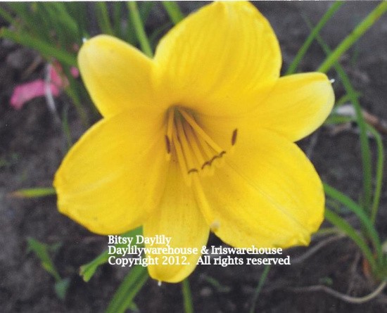 Bitsy Daylily