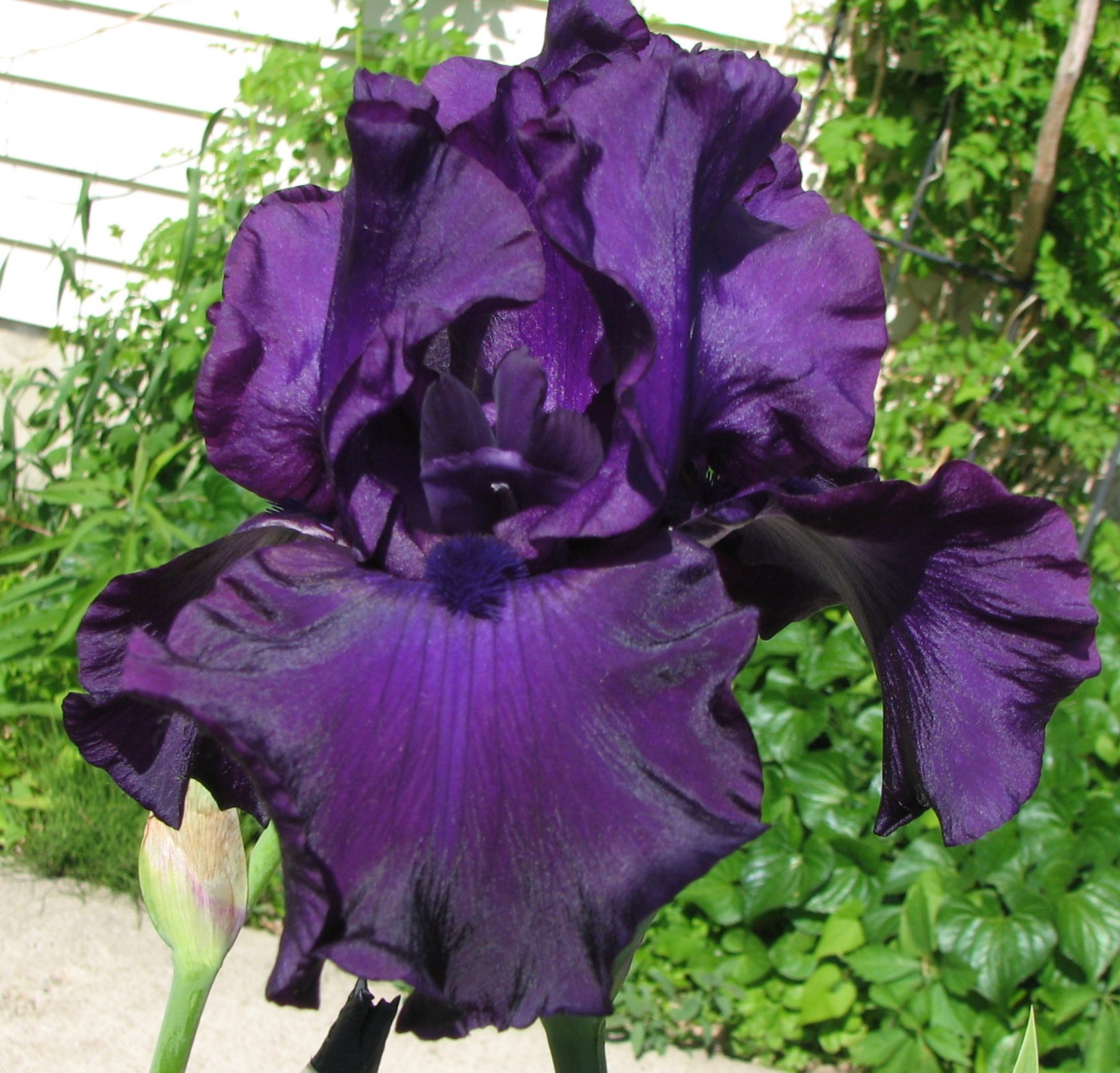 Black Tornado Iris