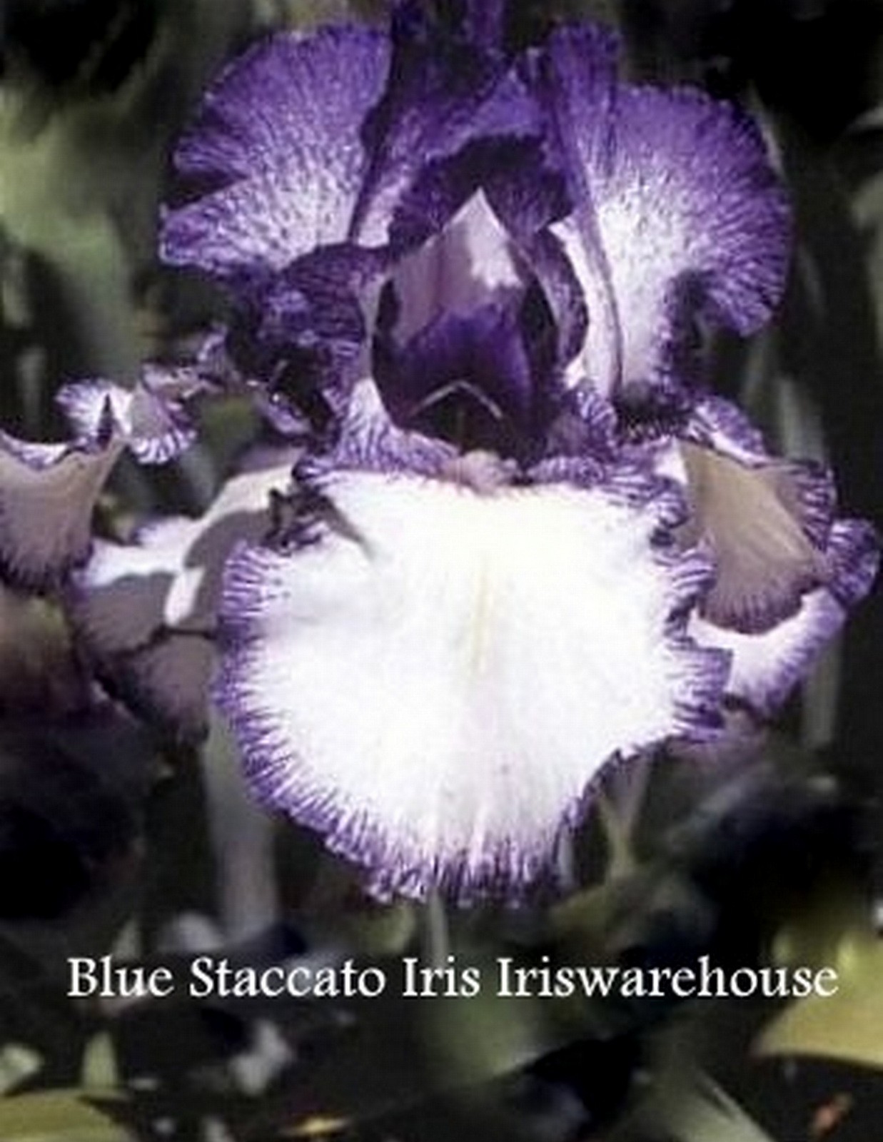 Blue Staccato Iris