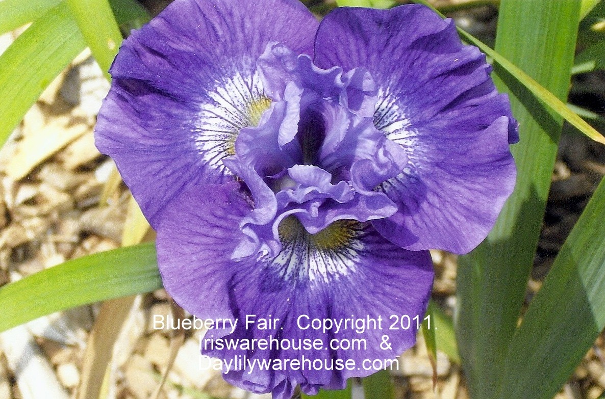 Blueberry Fair Siberian Iris