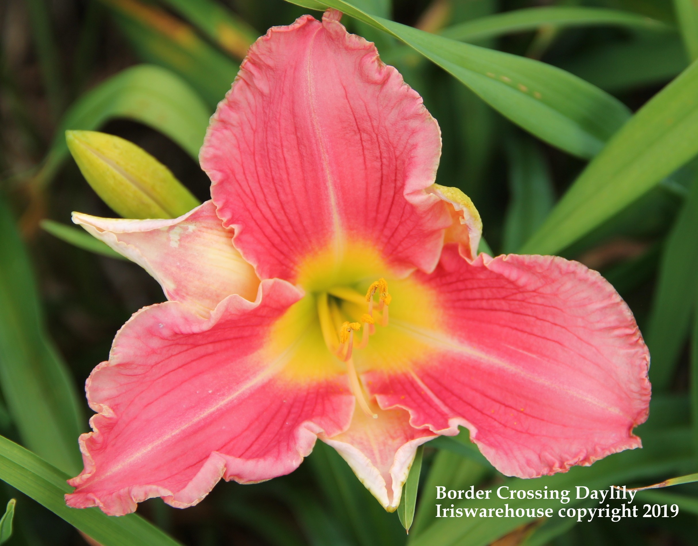 Border Crossing Daylily