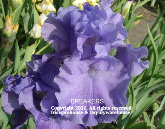 Breakers Iris