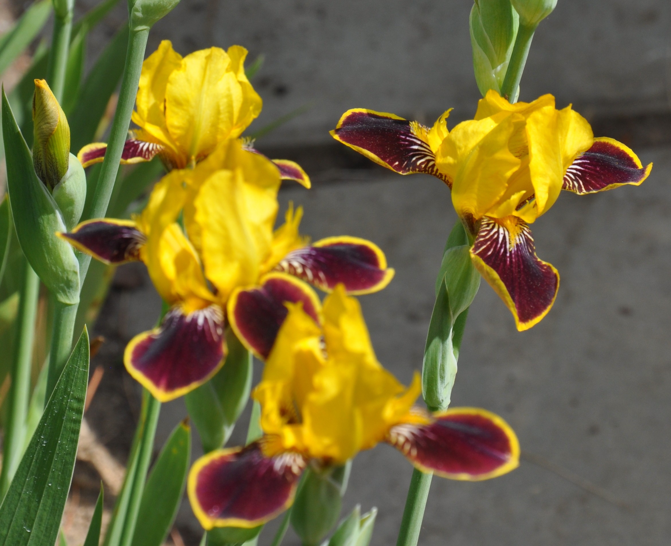 Bumblebee Delight Clump