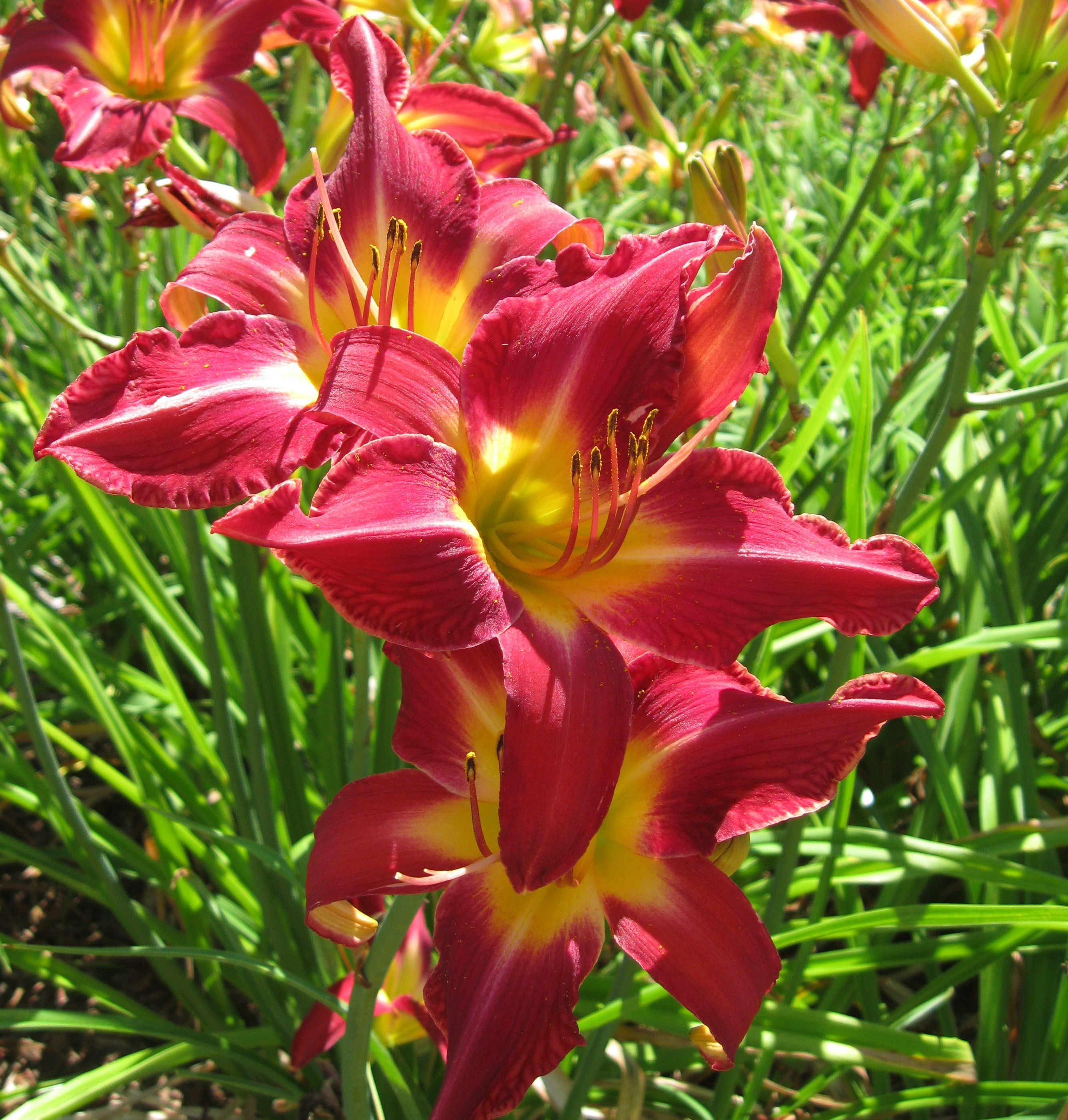 Carmine Monarch Daylily