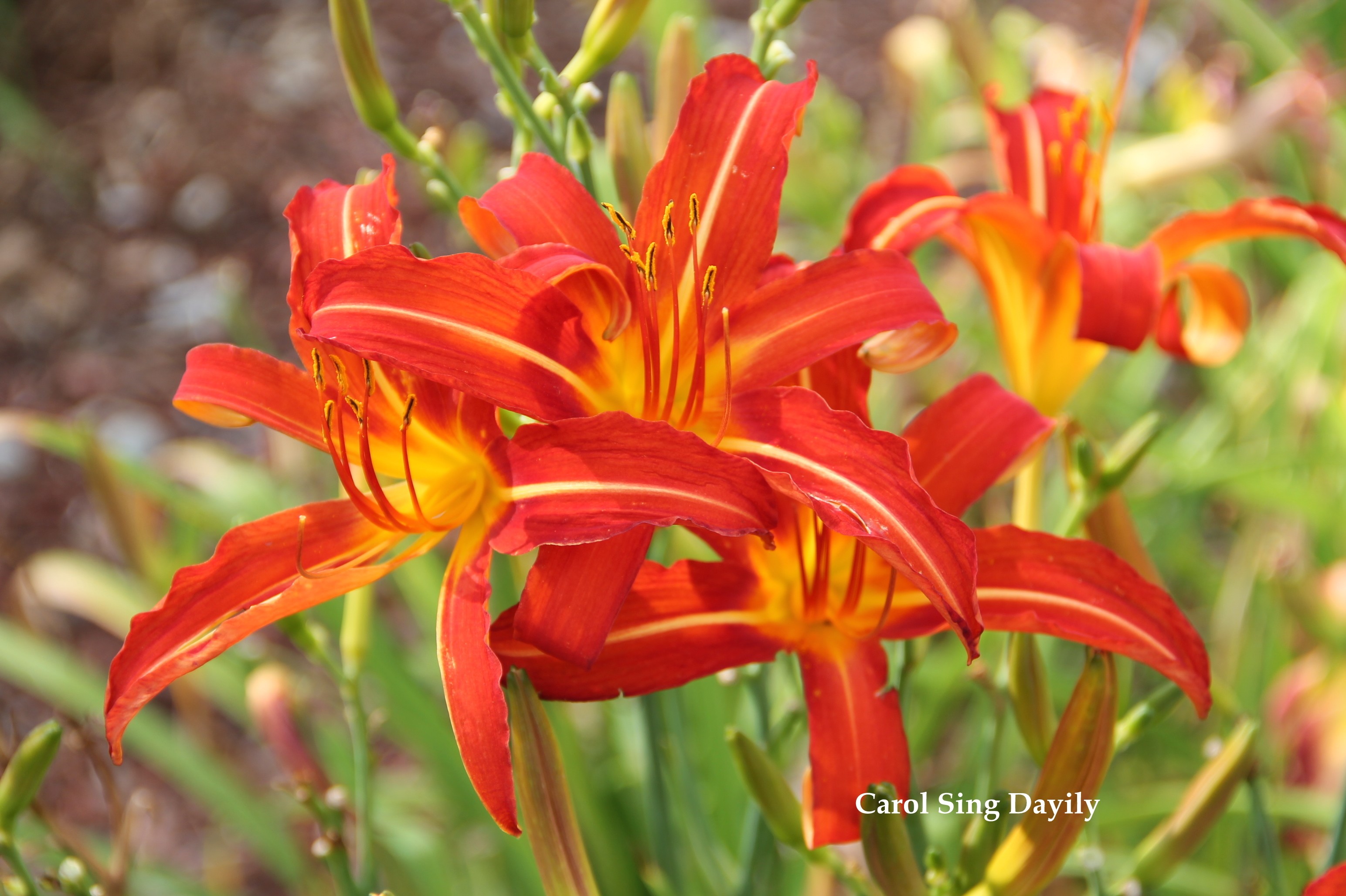 Carol Sing Daylily