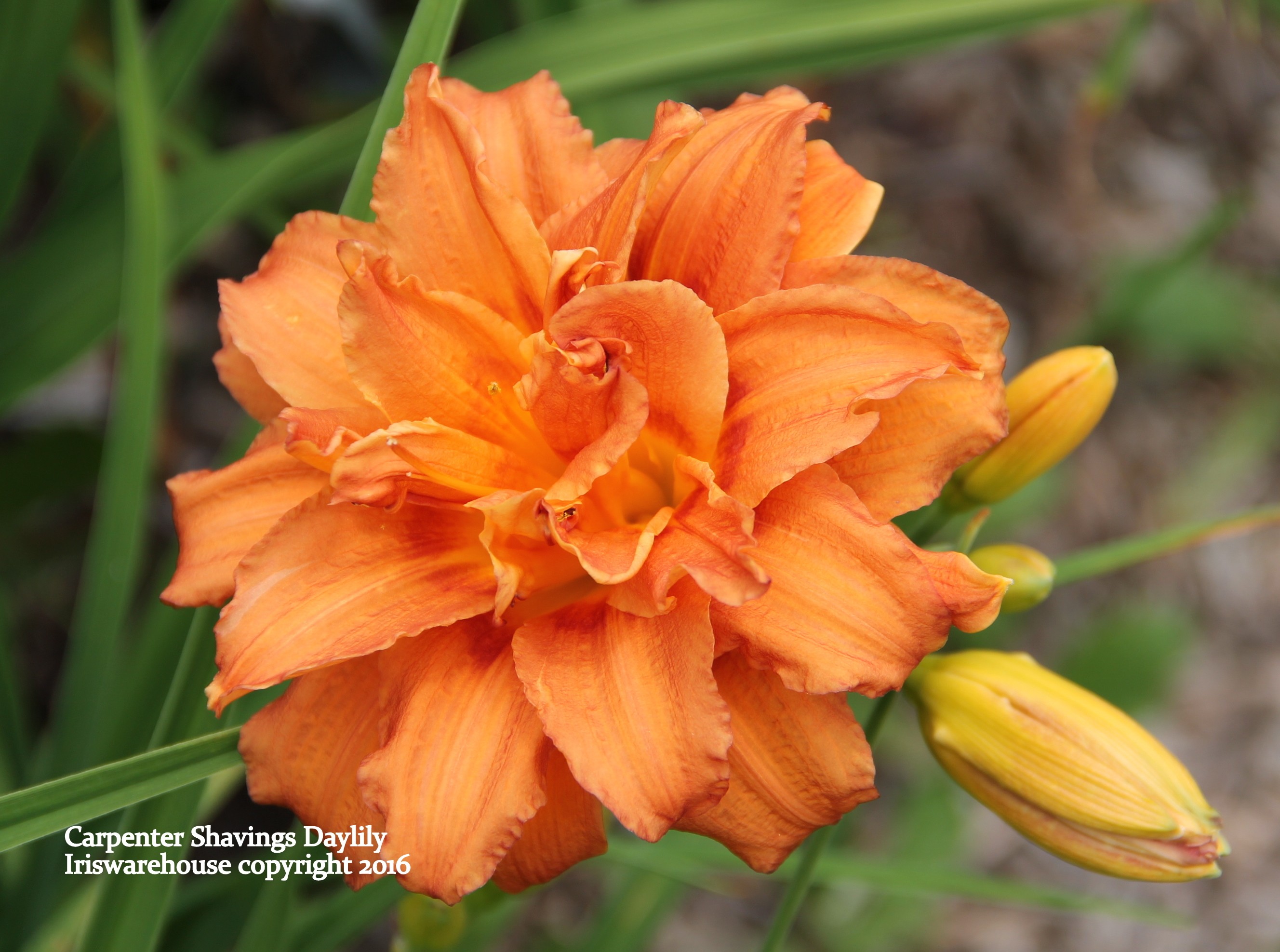 Carpener Shavings Daylily
