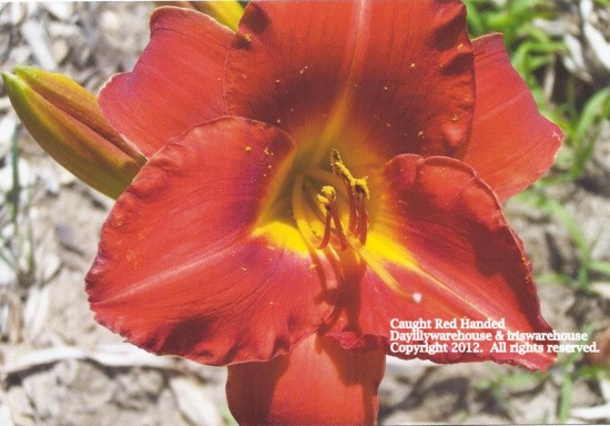 Caught Red Handed Daylily