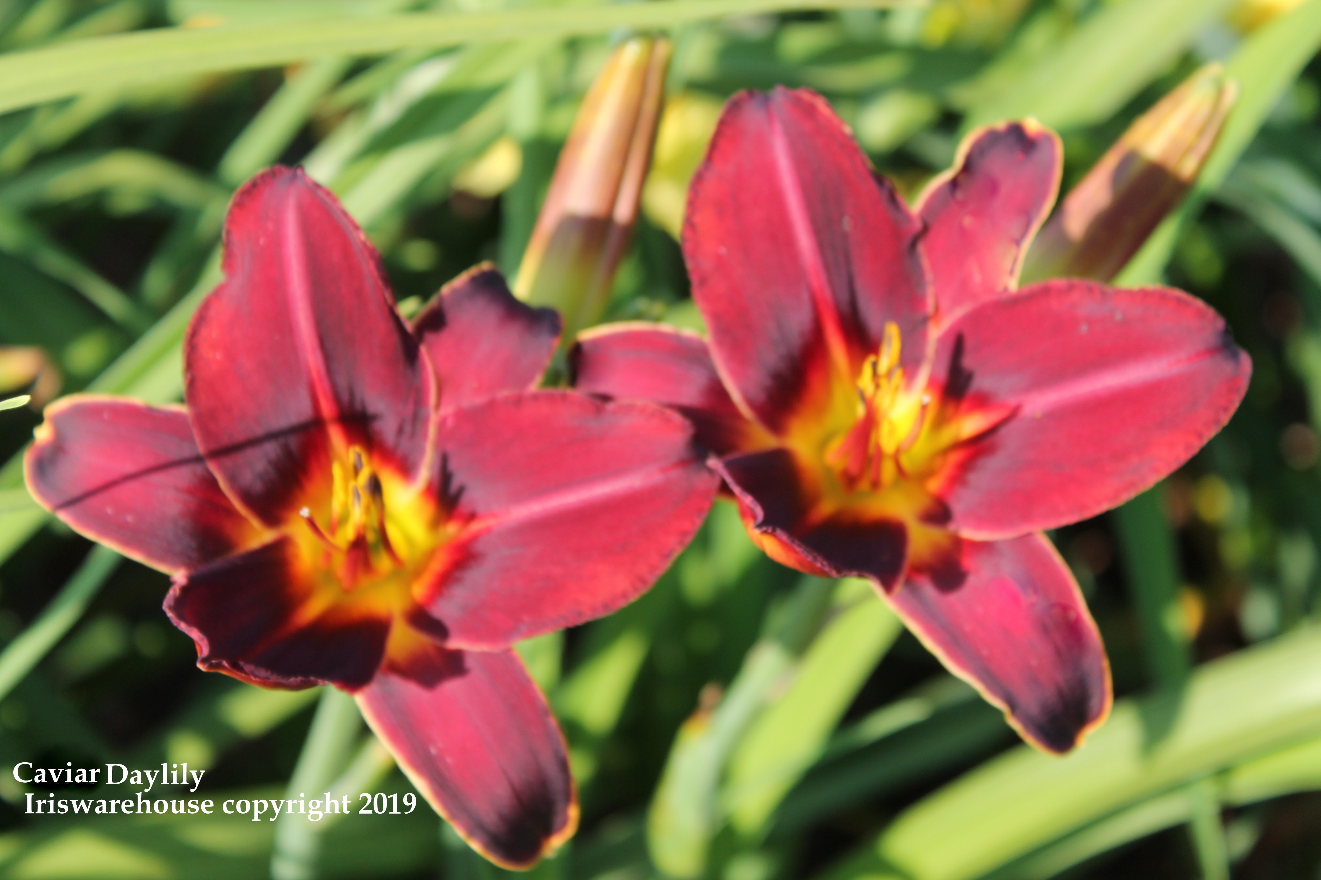 Caviar Daylily