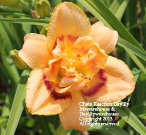 Chain Reaction Daylily