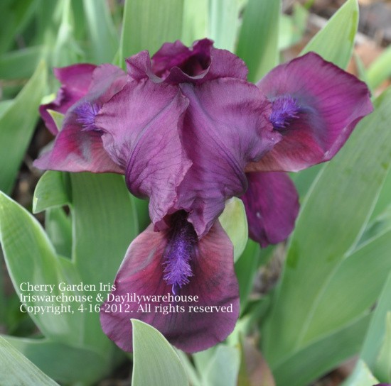 Cherry 'Garden Iris