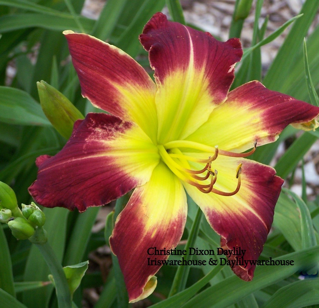 Christine Dixon Daylily
