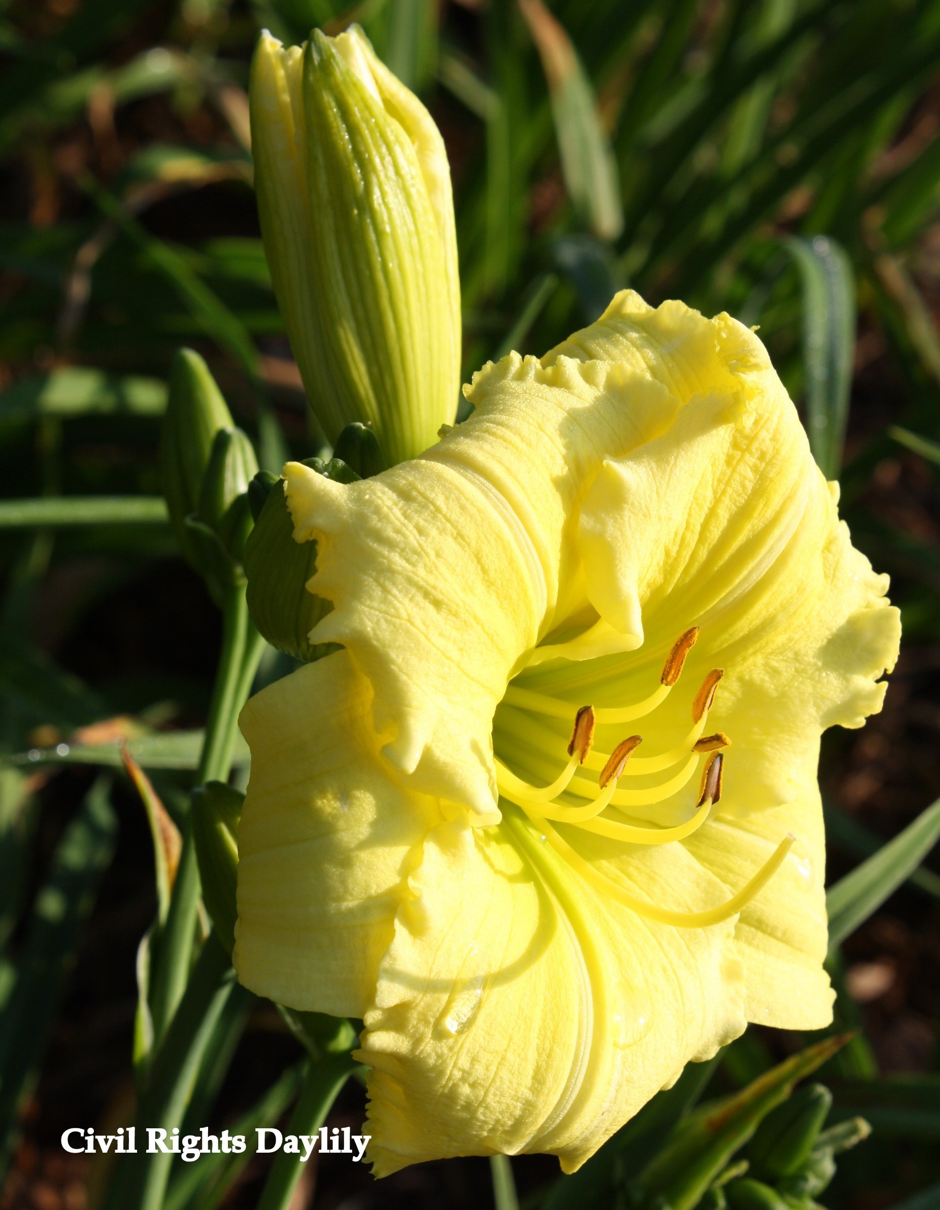 Civil Rights Daylily