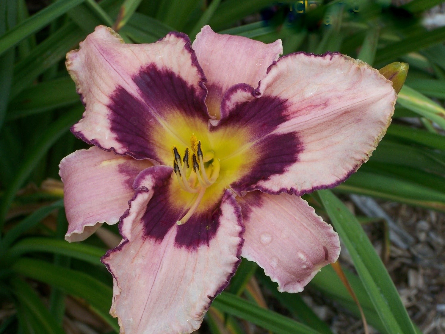 Clarification Daylily