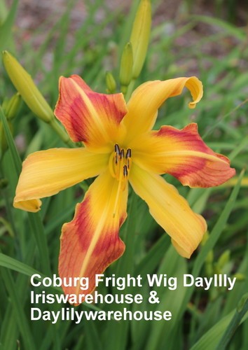 Coburg Fright Wig Daylily