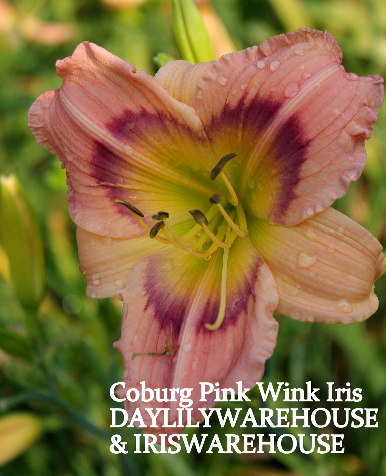 Coburg Pink Wink Daylily