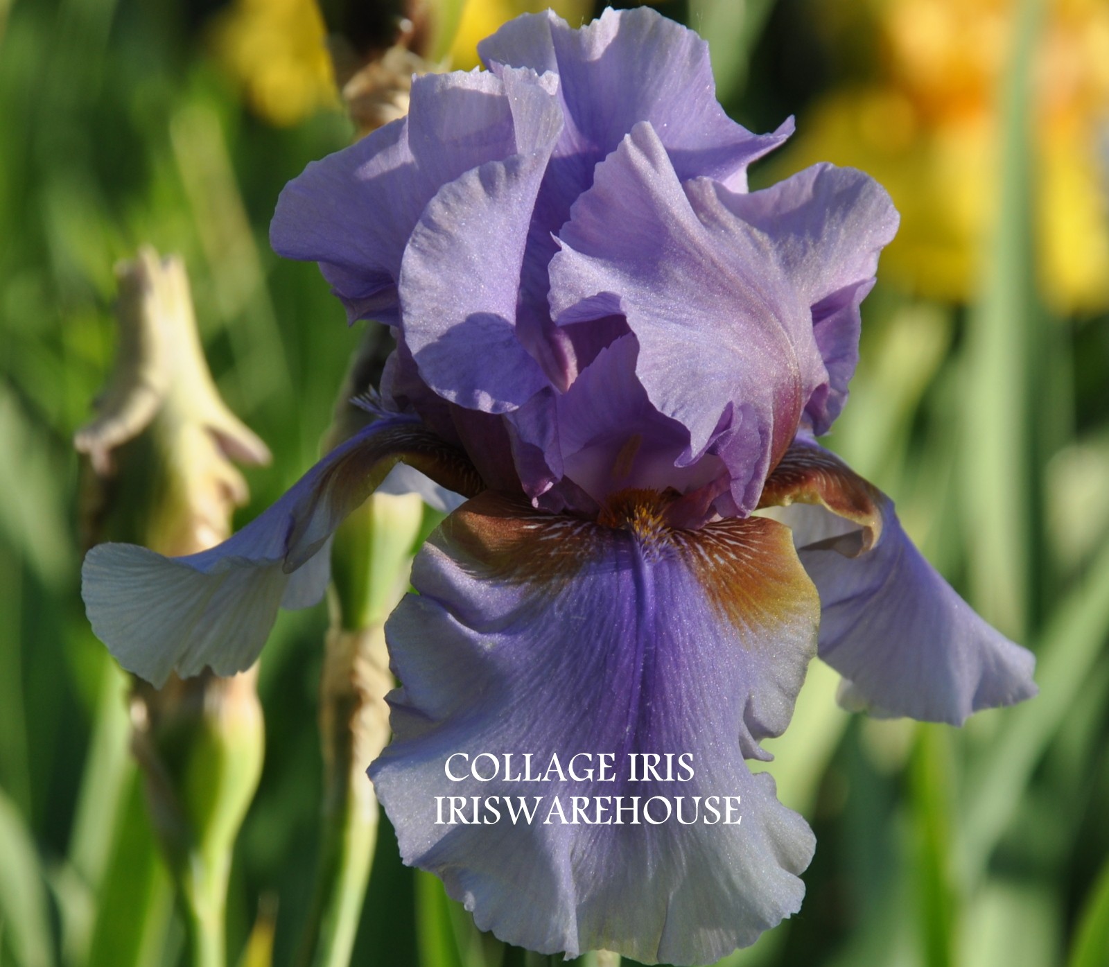 Collage Iris