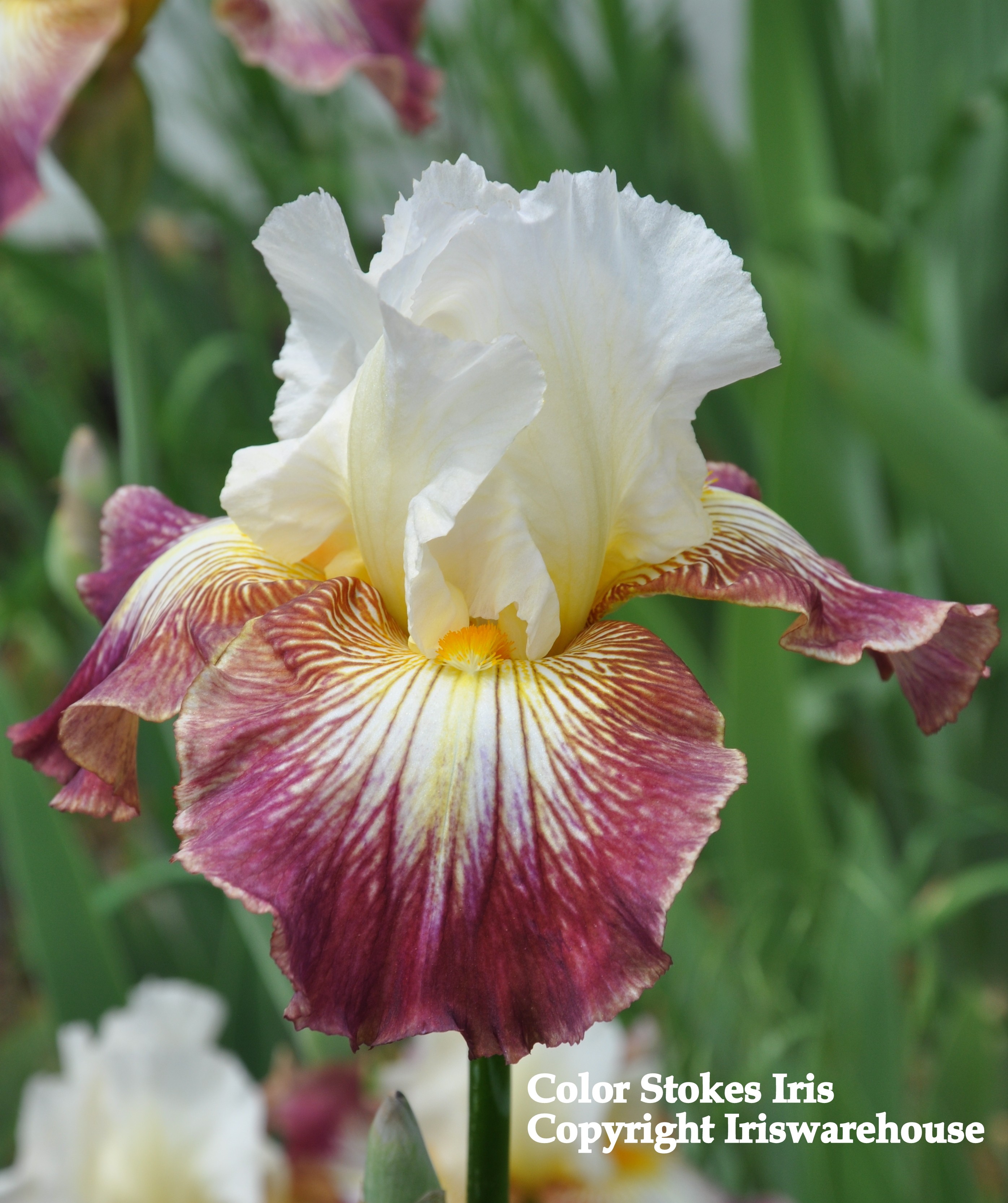 Color Strokes Iris