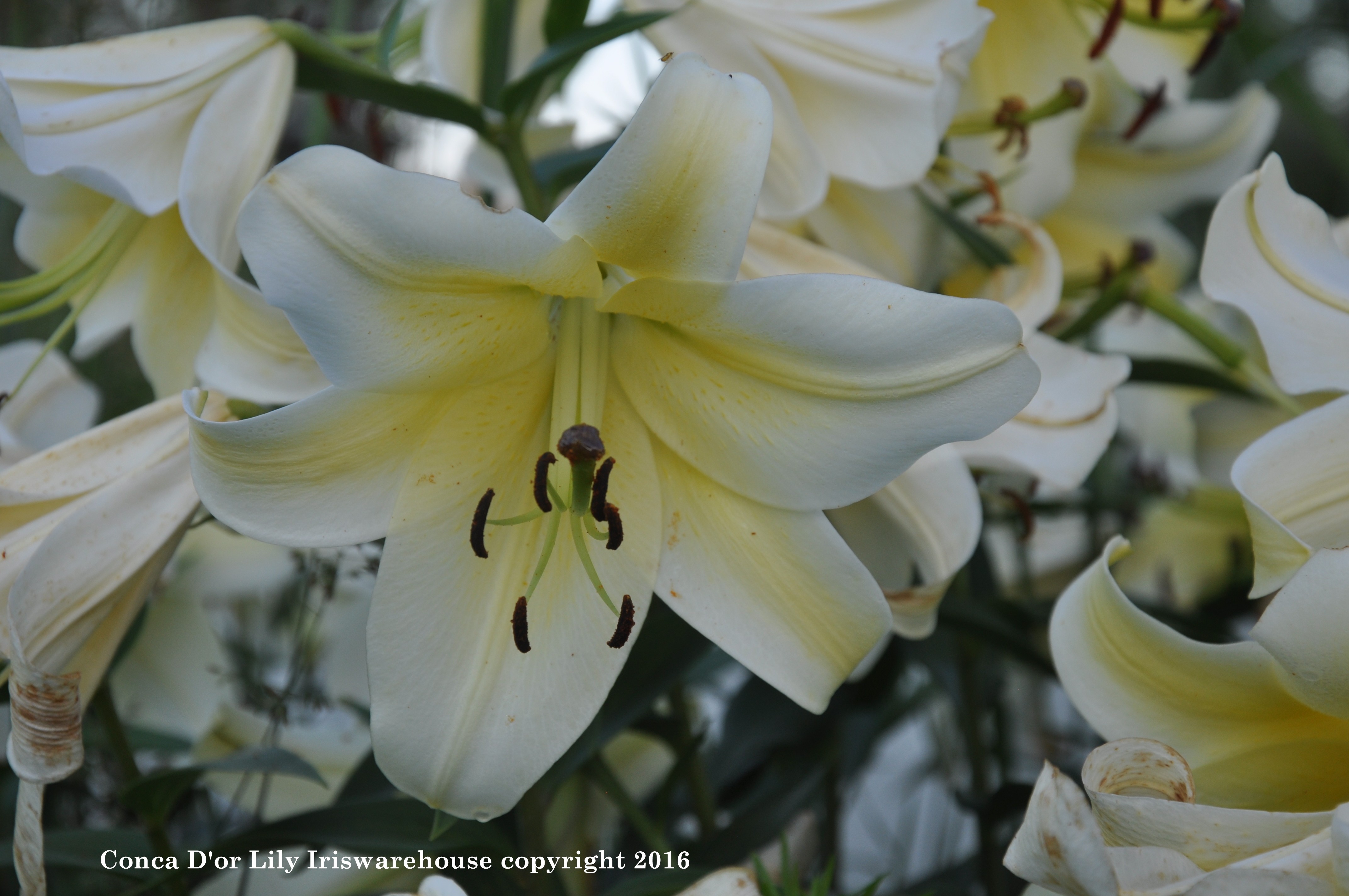 Conca d or Oriental trumpet lily 2 bulbs