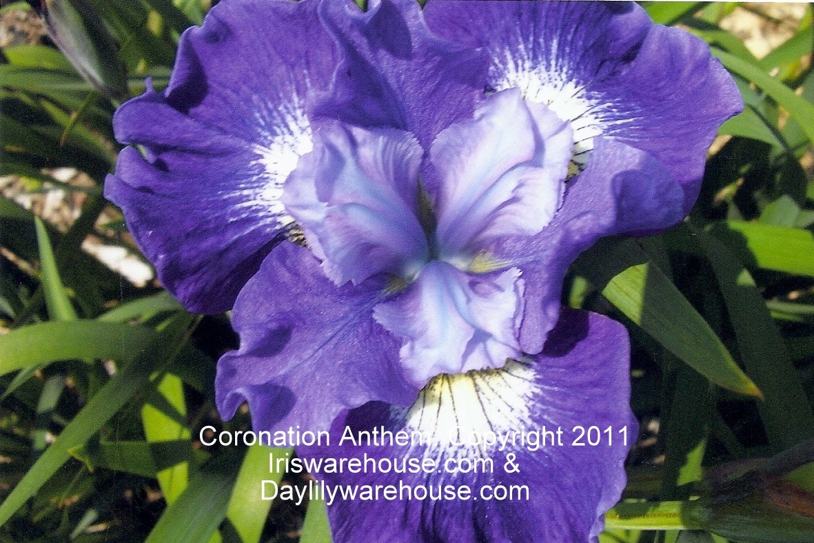 Coronation Anthem Siberian Iris