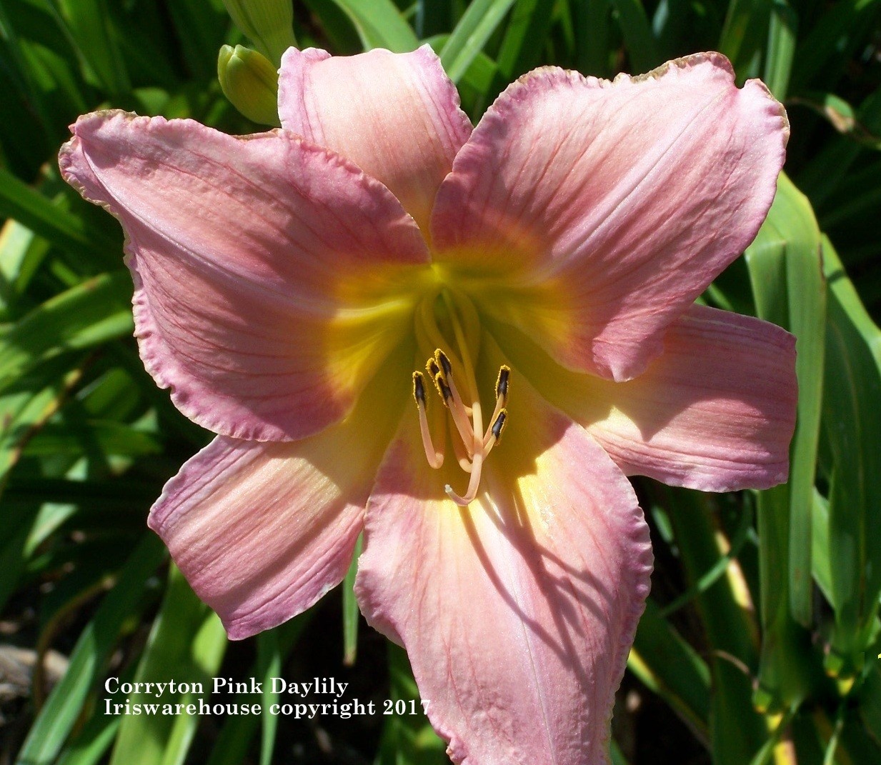 Corryton Pink Daylily