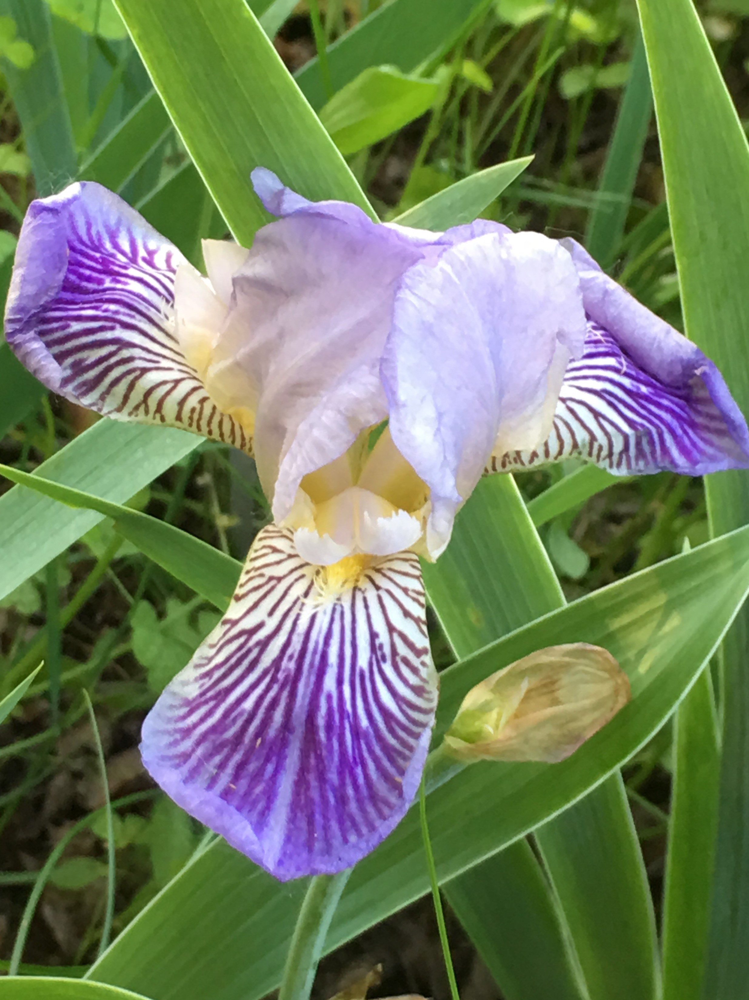 Cottage Maid Iris 1906