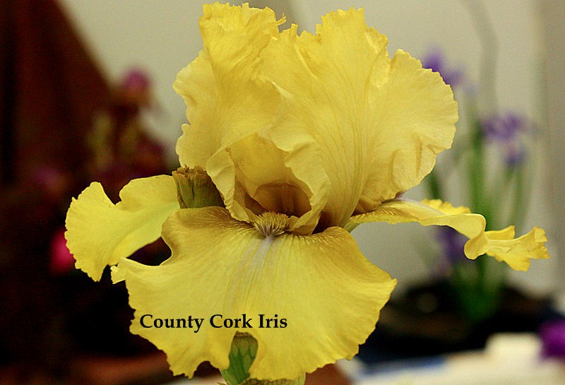 County Cork Iris